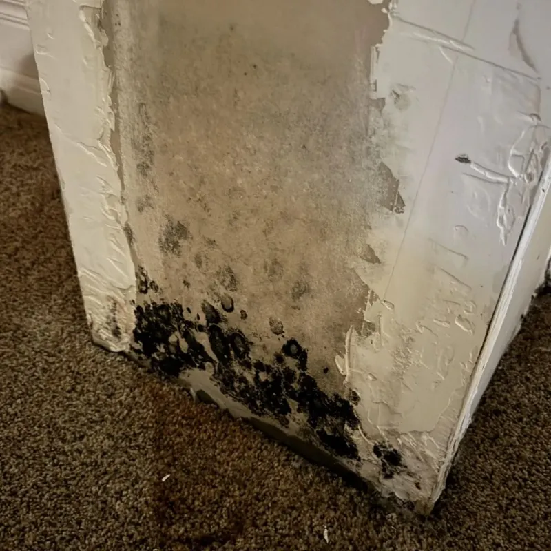 Professional Mold Removal in Blanco County, TX